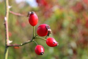 Wild Rose Hips Autumn Vitamin