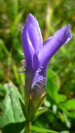 Fringed Gentian Flower Blue