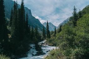 Landscape Pine Forest