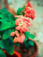 Flower Blossom Blooming