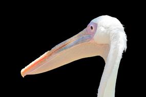 closeup of the pelican face