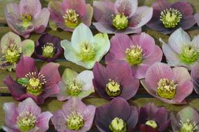 Plant Hellebore Flower