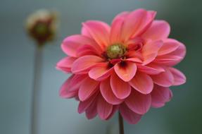 Dahlia Bloom Flower