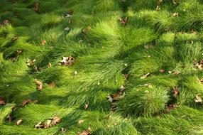 Meadow Natural Nature