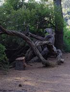 Tree Nature Landscape