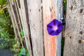 Flower Purple Bindweed