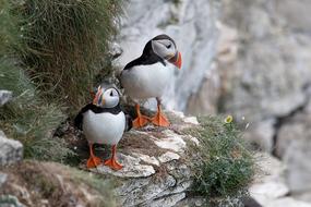 Puffins Nature