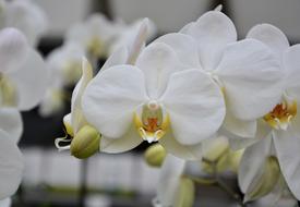 Flower Plant White Orchid