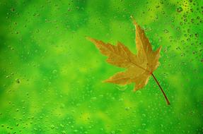 Leaf Autumn Leaves Fall