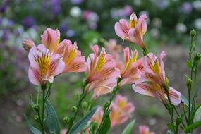 Flower Flowers Massif Parterre