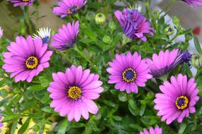 Flower Plant Nature Spring