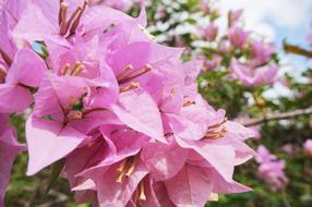 Flower Bougainvillea Nature