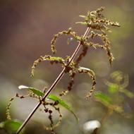 Stinging Nettle Plant Herbs