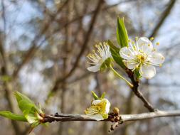 Tree Cherry Blossoms Nature