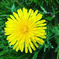 Flower Yellow Summer