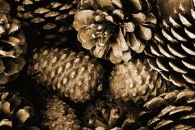 nature close up