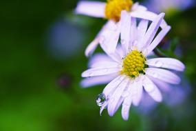 Taiwan Taipei Botanical Garden