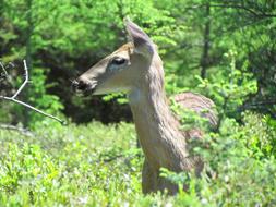 Deer Female Wildlife
