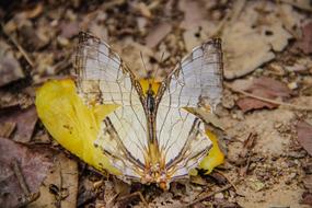 Butterfly A Simple Map Wong