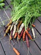 Autumn carrot harvest