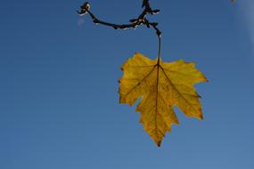 Leaf Yellow Sky