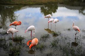 Migratory Birds Flamingo