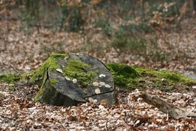 Nature Outdoor Sheet