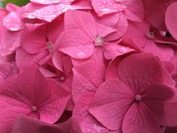 Background Pink Flowers