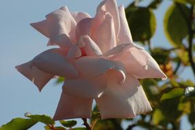 Rose White Blossom
