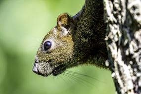 Wildlife Nature Animal