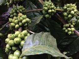 Coffee Beans Plant