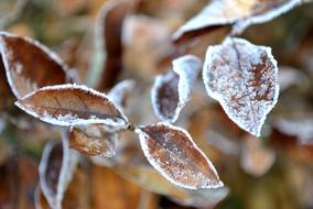 Foliage Frost Snow
