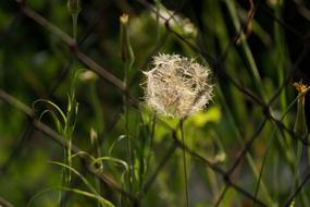 Dandelion Nature