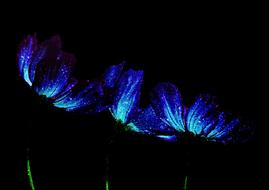 Flowers Japan Flower