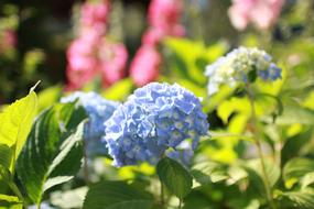 Hydrangea Flower Flowers