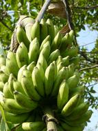 green fresh bananas