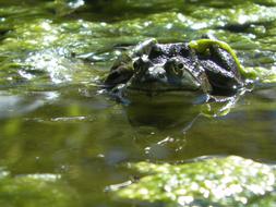 Frog Pond Algae