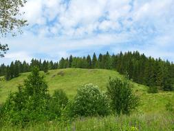 Forest Nature Landscape