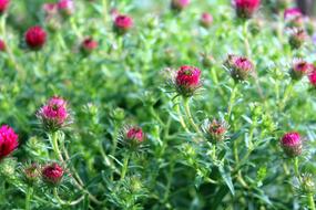 Marcinki Astra Flowers