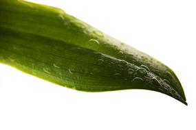 Leaf Drip Light Drop Of