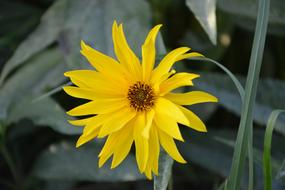 Flower Flowers Plant Plants