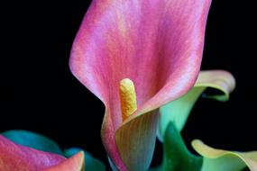 Cell Pagealicious Flower Plant