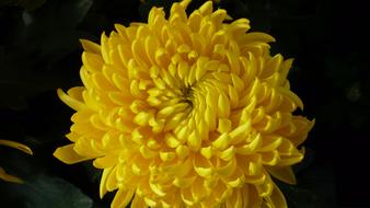 Chrysanthemum Flower Yellow
