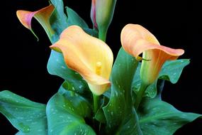 Cell Pagealicious Flower Nature