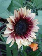 Flower Petals Blossom