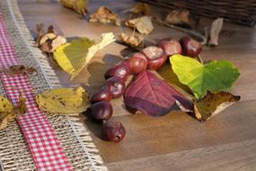 Chestnut Leaves at Autumn