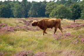 Meadows Mammals Beef