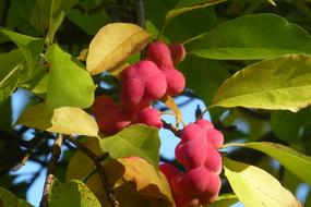 Flower Vacations Indonesia