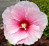 Hibiscus Flower Plant