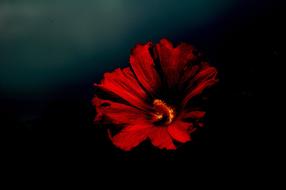 Rose Hollyhock Red